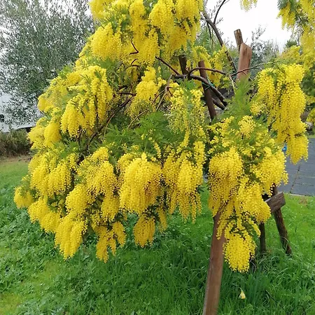 Farm stay Borgo Stella *